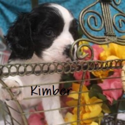 puppy, for, sale, Cock - A - Liers, Joe & Cherri  Overlease, dog, breeder, Miller, MO, dog-breeder, puppy-for-sale, forsale, nearby, find, puppyfind, locator, puppylocator, aca